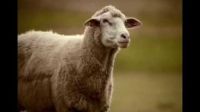Mentos: owce, kosiarki